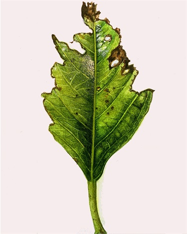Shipra Shah, Glossy Leaf, Watercolour copy