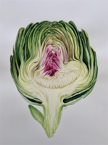 Shipra Shah, Cut Artichoke, Watercolour on hot pressed paper