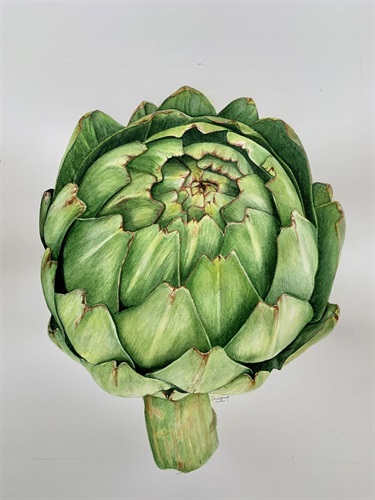 Shipra Shah, Globe Artichoke, Watercolour on hot pressed paper