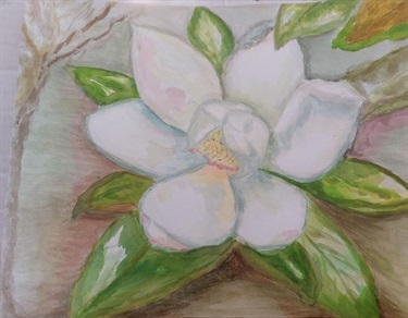 Vicki Berry, Little Gem Magnolia