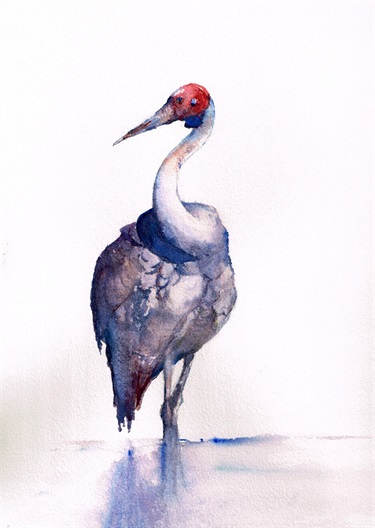 Judy Flanagan, Lone Brolga, watercolour