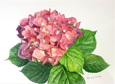 Rhondda Maltby, Hydrangea, watercolour
