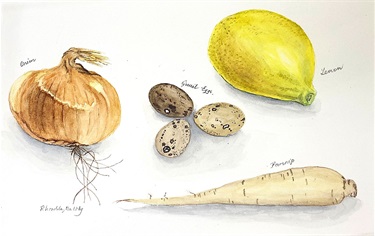 Rhondda Maltby, Onion, lemon, eggs and parsnip study, watercolour