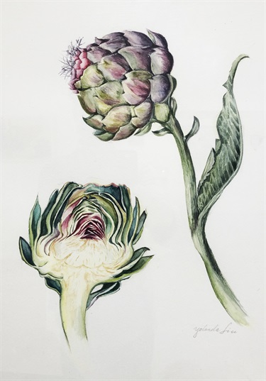 Yolanda Liu, Artichoke, watercolour