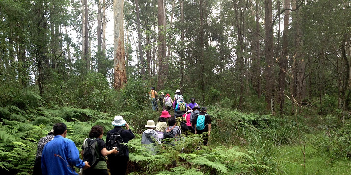 Sheldon Forest with hikers
