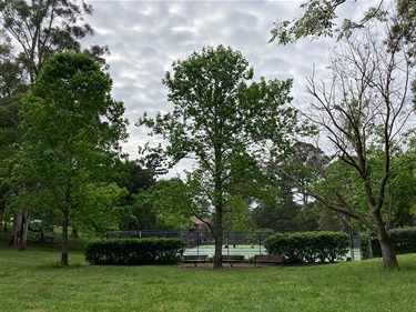 Robert Pymble Park