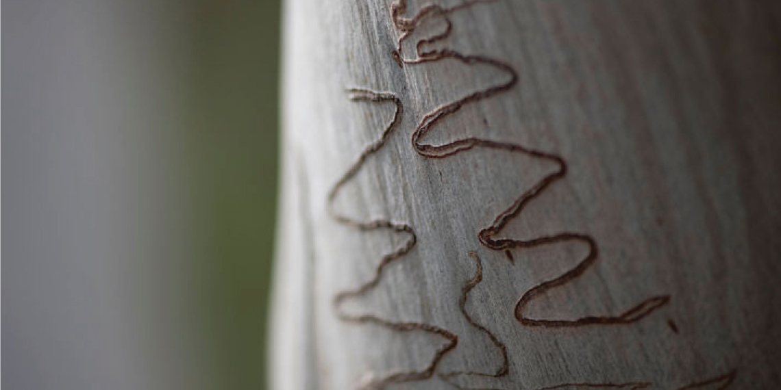2021 eucalypt week
