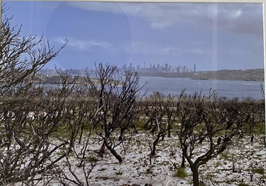 Michael Smith Manly headland bush regeneration