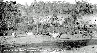 Coleman's dairy herd, Lindfield ca.1920