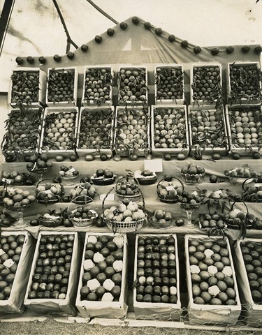 St Ives Show ca.1924  Mr Richard Shinfield, a local orchardist, won the prize for the best table of fruit at the show