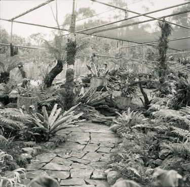 Ku-ring-gai Wildflower Garden ca. 1968 Photographer Bill Riley