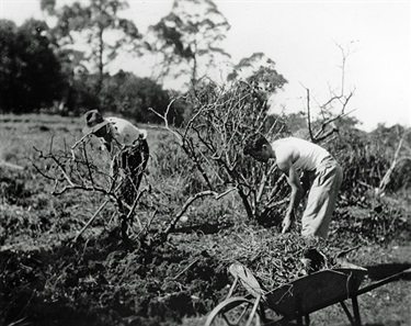 Clearing a paddock ca.1935 Kissing Point Rd, Turramurra