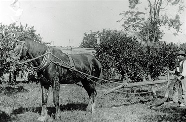 Lee Orc, market gardener, Turramurra ca.1920