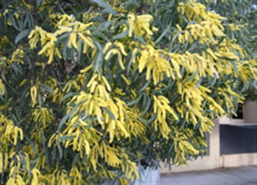 Acacia binervia