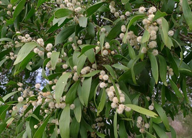Acacia implexa