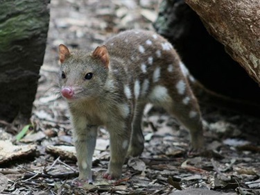 Tiger Quoll