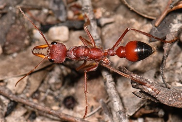 Bull ants – Myrmecia sp.