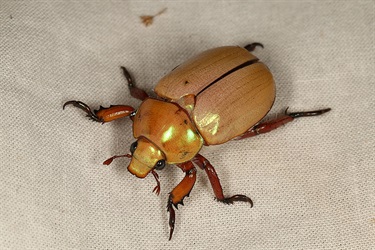 Christmas beetles - Anoplognathus sp.