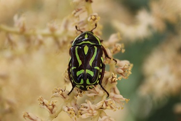 Fiddler beetle - Eupoecila australasiae