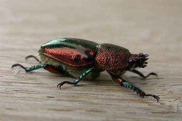 Golden stag beetle - Lamprima aurata
