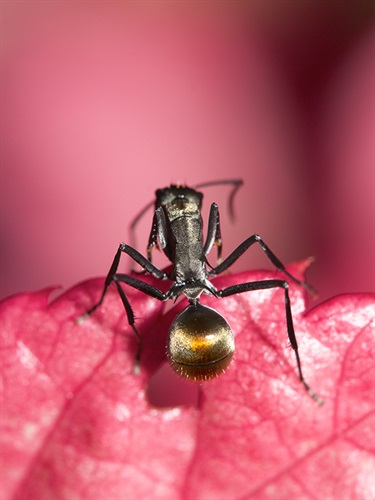 Golden-tailed spiny ant - Polyrhachis ammon