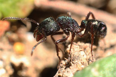 Green-headed ant - Rhytidoponera metallica