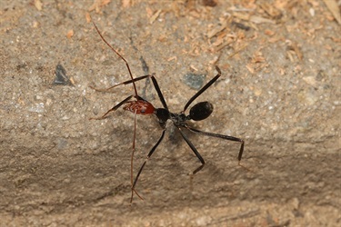Red-headed spider ant - Leptomyrmex erythrocephalus