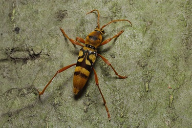 Wasp-like longicorn beetle - Hesthesis cingulatus (e.g. Hesthesis sp)