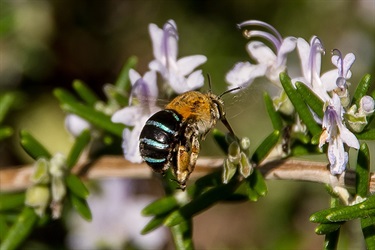 Blue-banded bee – Amegilla sp. (common = A. asserta)