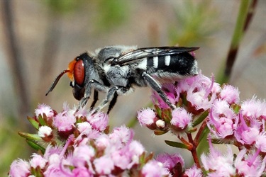 Golden-browed resin bee – Megachile aurifrons