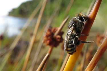 Green & gold bee – Lipotriches australica