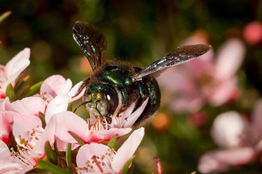Green/Peacock carpenter bee – Xylocopa (Lestis) aerata/bombylans