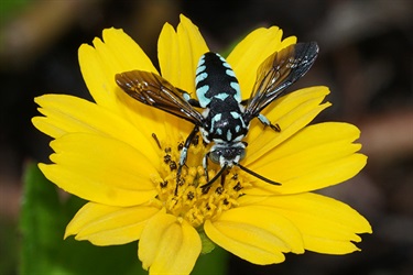 Neon cuckoo bee – Thyreus nitidulus