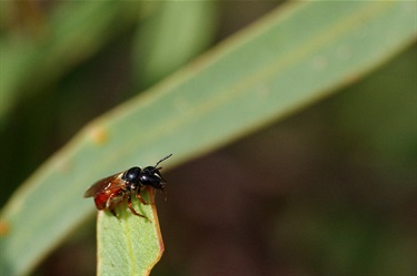 Reed bees – Exoneura sp.