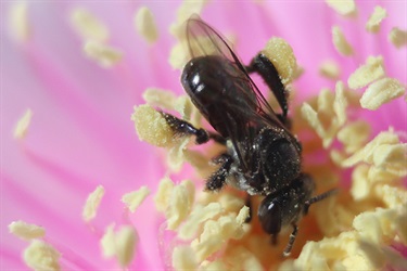 Sydney’s native stingless bee – Tetragonula carbonaria