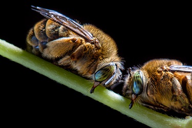 Teddy bear bee – Amegilla bombiformis