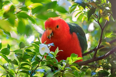 Australian king parrot