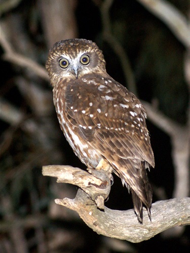 Boobook owl, Ninox boobook