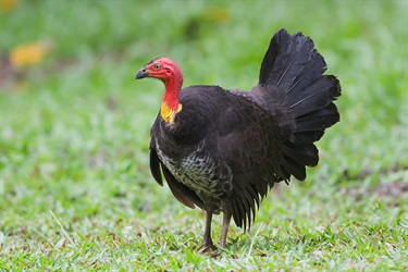 Brush turkey