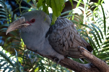 Channel-billed cuckoo
