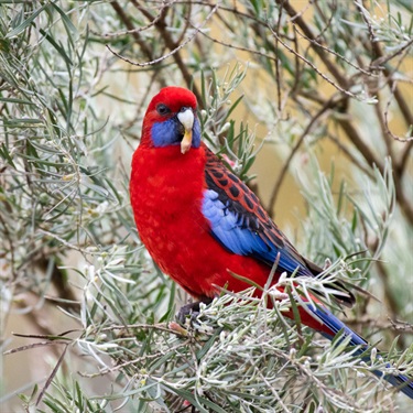 Crimson rosella