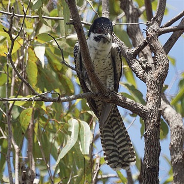 Eastern koel