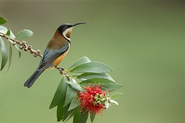 Eastern spinebill