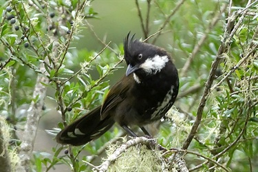 Eastern whipbird