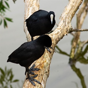 Eurasian coot