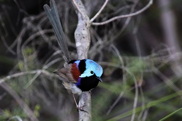 Variegated fairy-wren