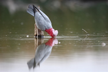 Galah