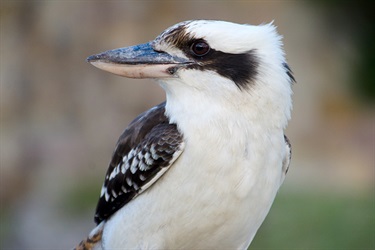 Laughing kookaburra