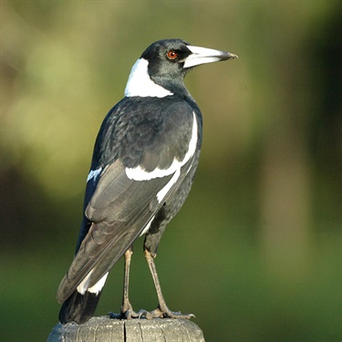 Magpie