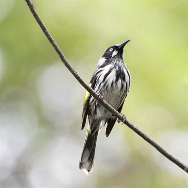 New Holland honeyeater